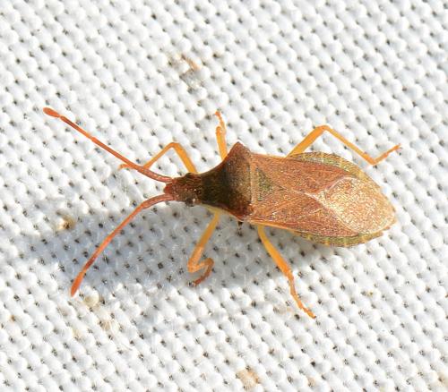 Gonocerus acuteangulatus